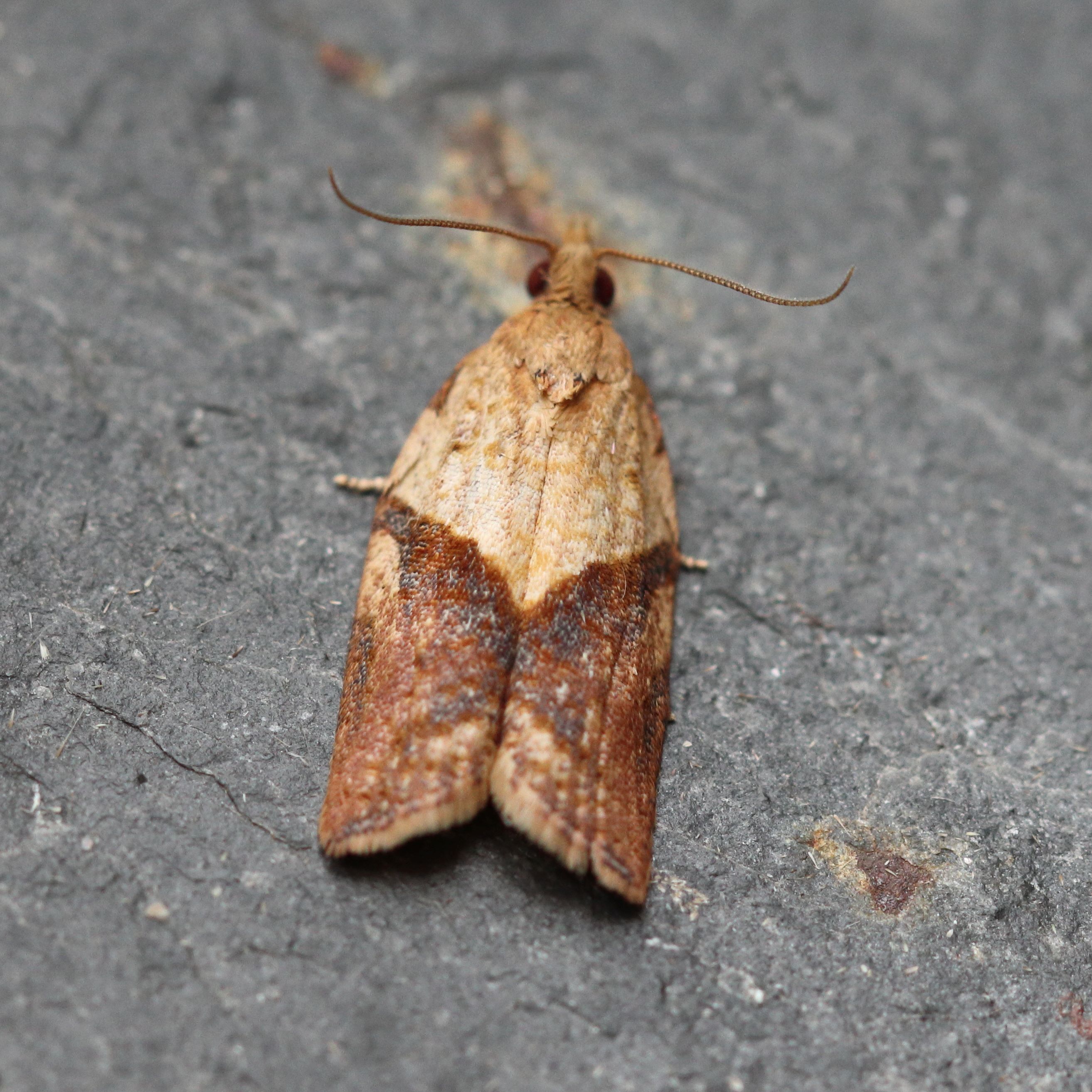 Photo of Light Brown Apple Moth (Epiphyas postvittana)